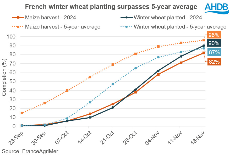 Chart showing French winter wheat planting surpasses 5-year average chart.